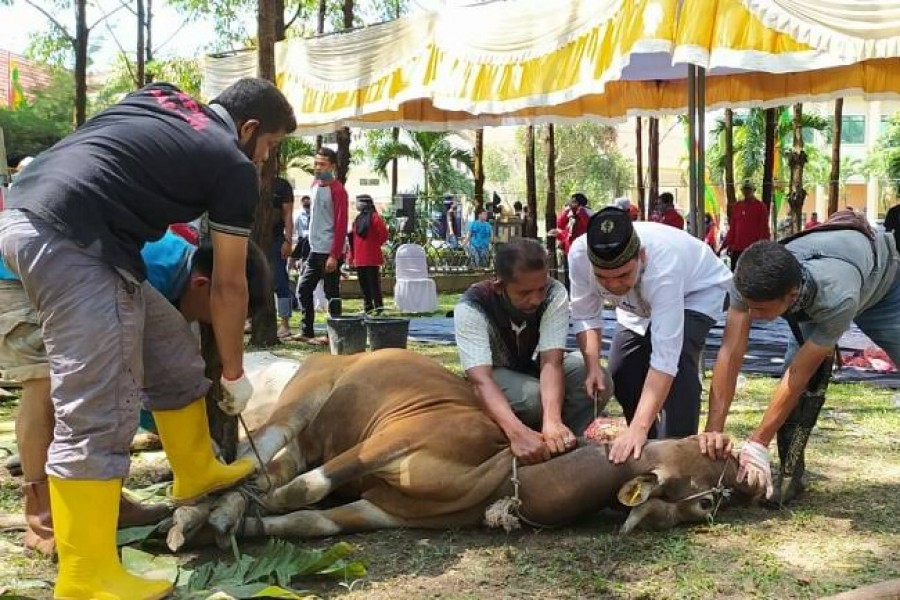 MUI Susun Panduan Qurban 1443 H Antisipasi PMK